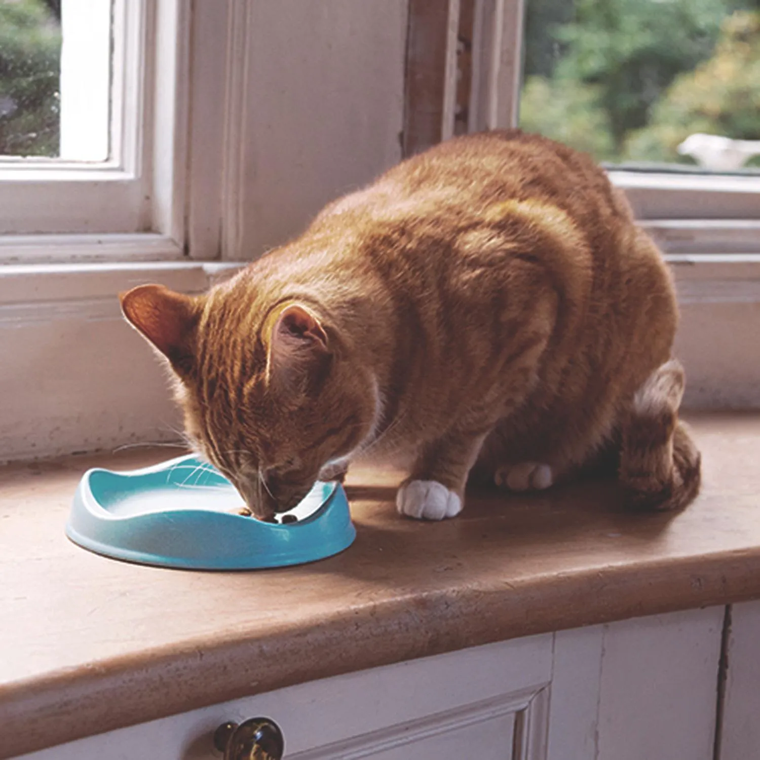 Beco Bowl Eco-Friendly Bamboo Cat Bowl Natural^^^