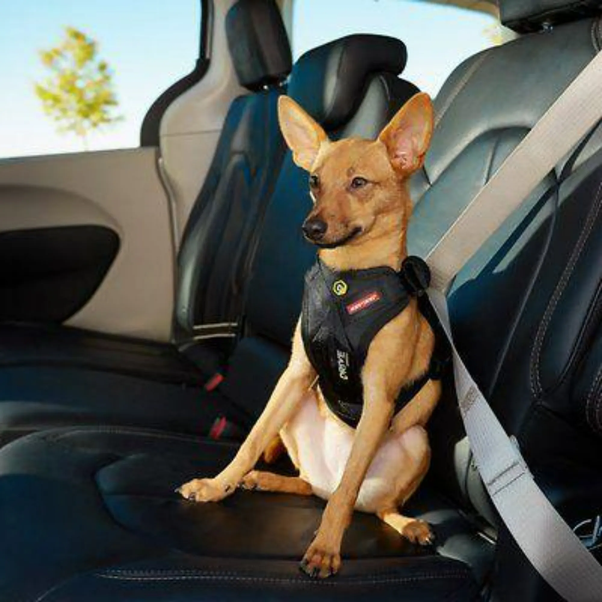 Drive Car Harness