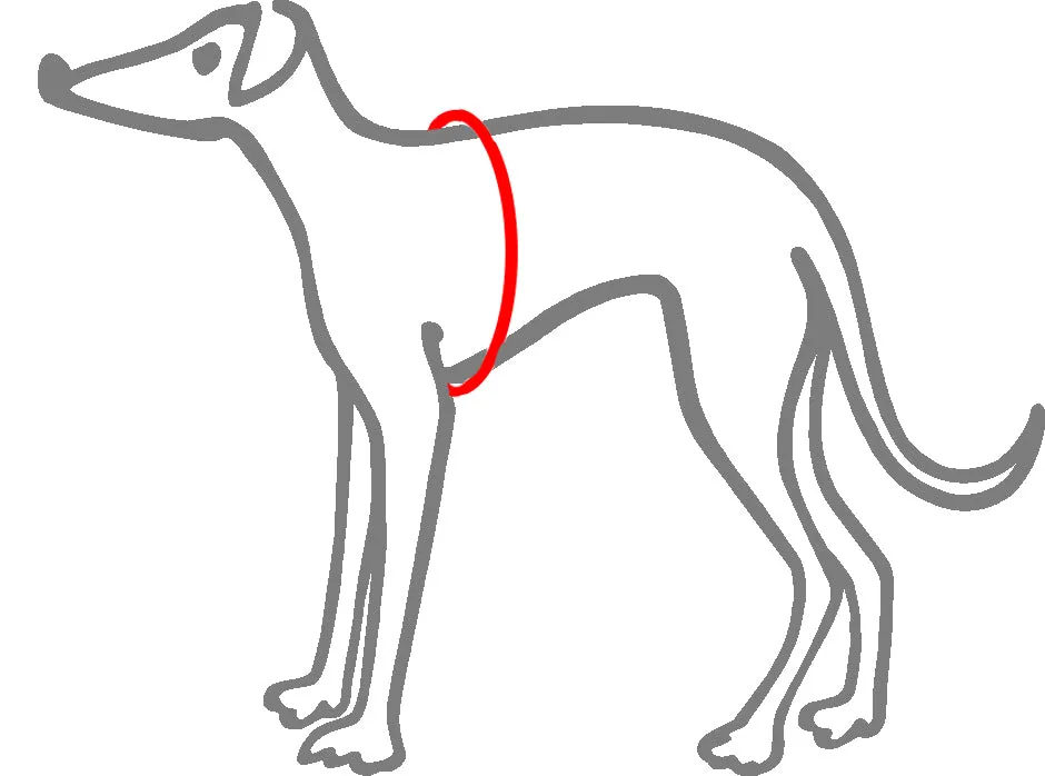 Harness