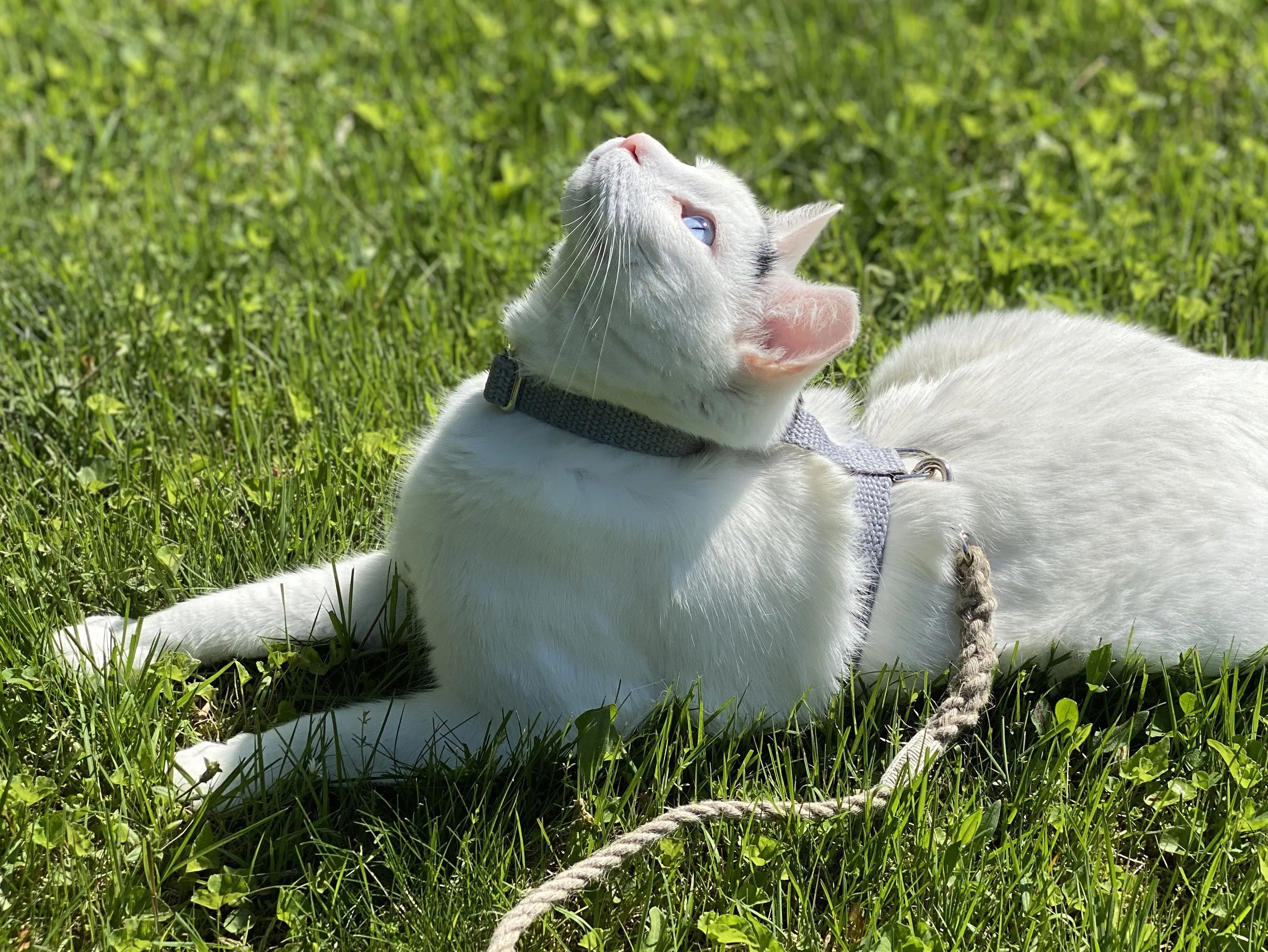 Pebble Beach Just Hemp H-Style Cat Harness