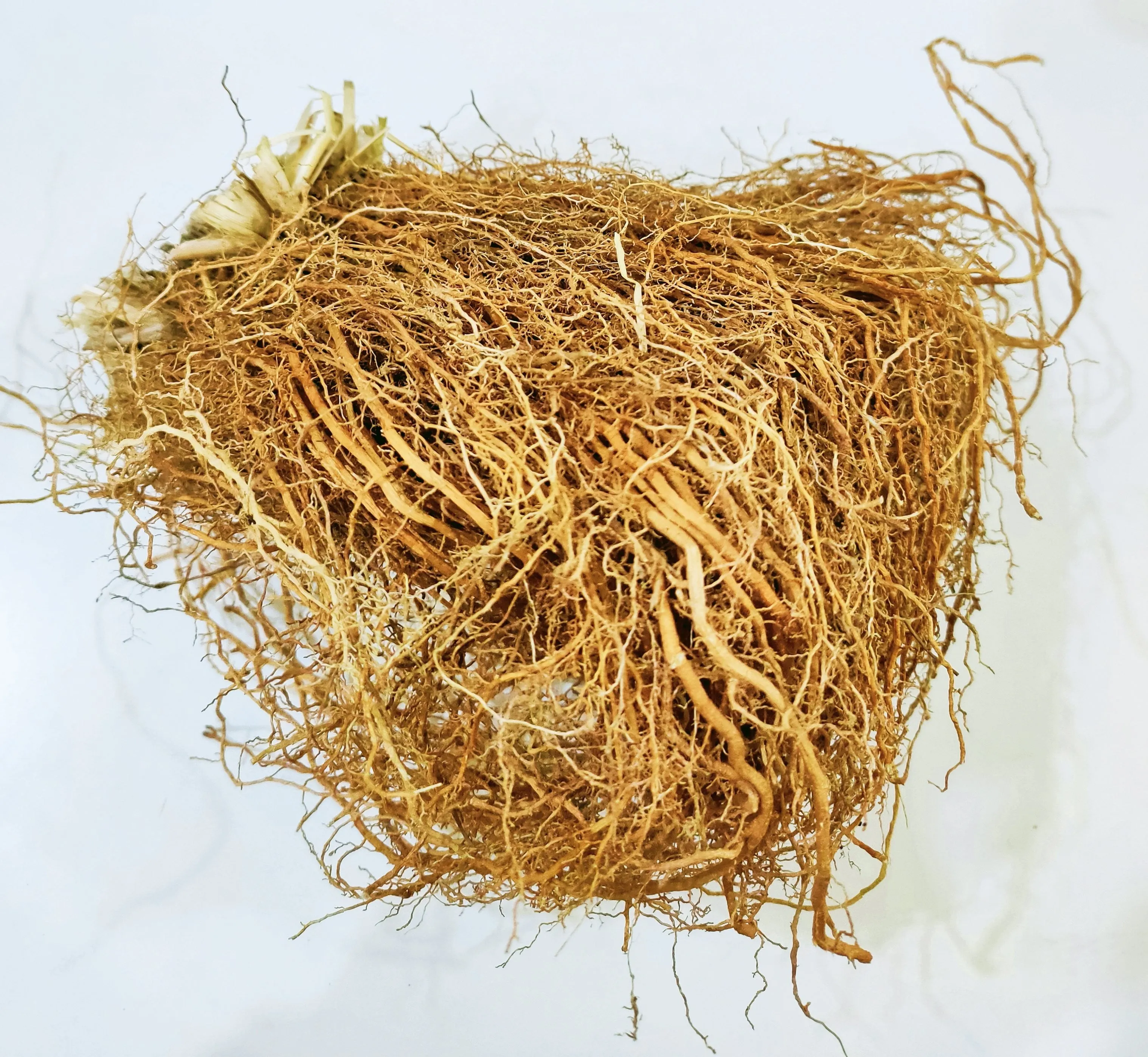 Vetiver roots / वेटिवर की जड़ें / Vetiver Ki Jade vala-khas